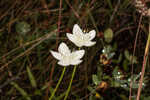 Carolina grass of Parnassus